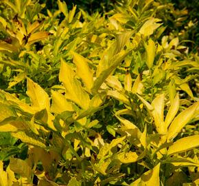 Bez černý 'Aurea' - Sambucus nigra 'Aurea'