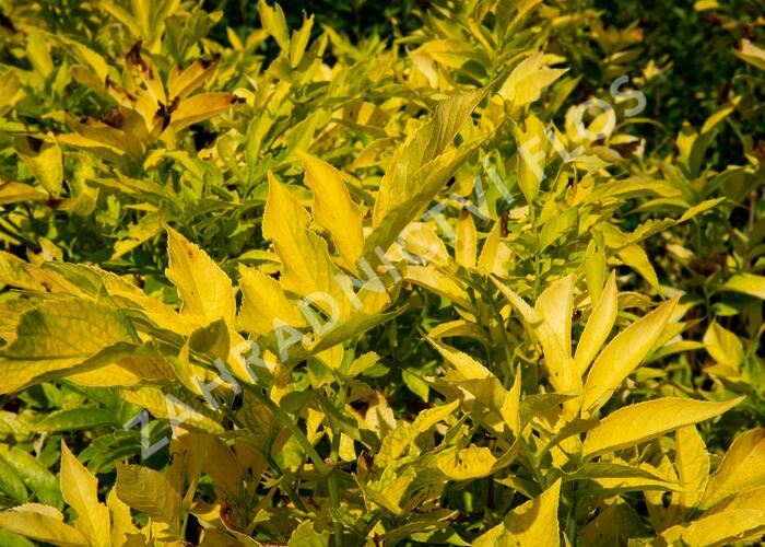Bez černý 'Aurea' - Sambucus nigra 'Aurea'