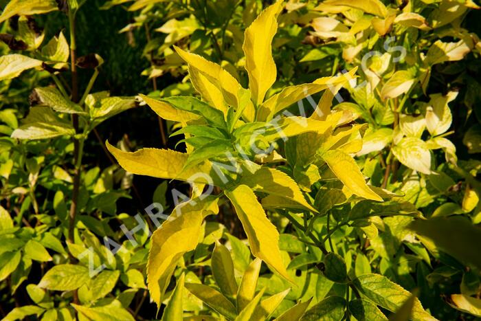 Bez černý 'Aurea' - Sambucus nigra 'Aurea'