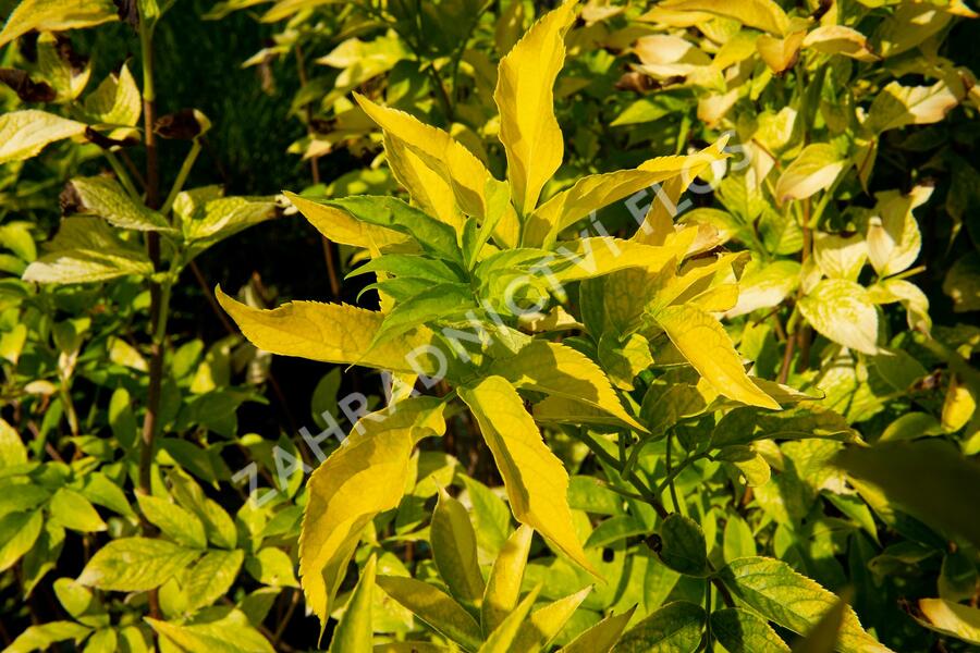 Bez černý 'Aurea' - Sambucus nigra 'Aurea'