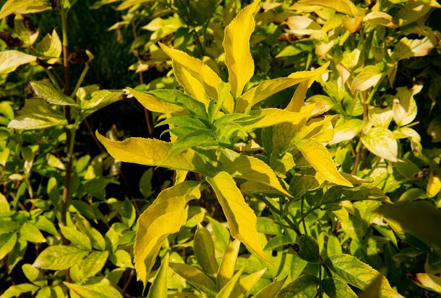 Bez černý 'Aurea' - Sambucus nigra 'Aurea'