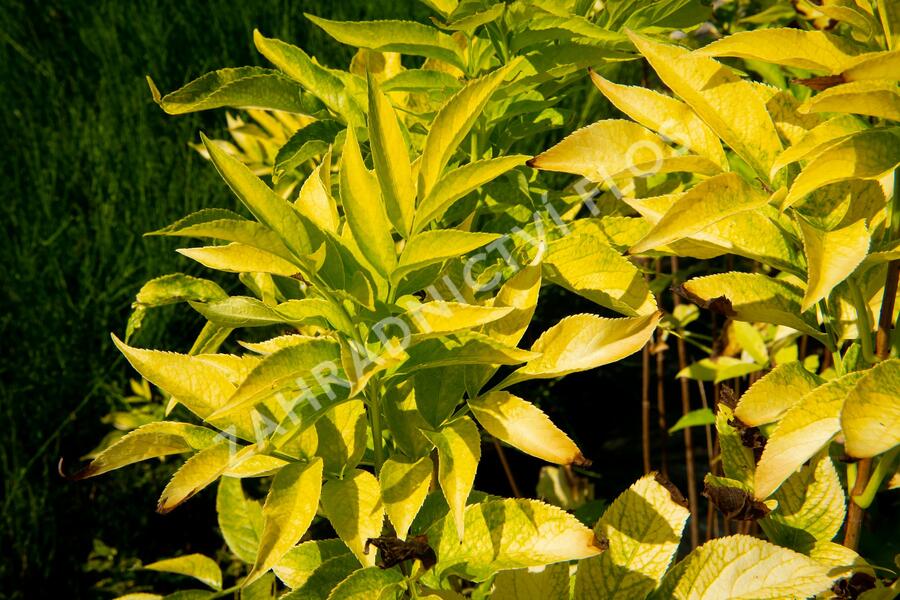 Bez černý 'Aurea' - Sambucus nigra 'Aurea'