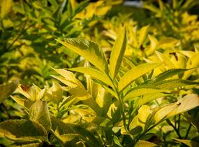 Bez černý 'Aurea' - Sambucus nigra 'Aurea'