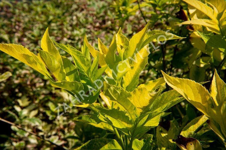 Bez černý 'Aurea' - Sambucus nigra 'Aurea'