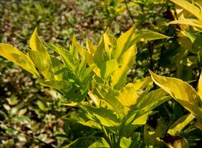 Bez černý 'Aurea' - Sambucus nigra 'Aurea'