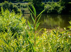 Vrba bílá 'Vitellina' - Salix alba 'Vitellina'