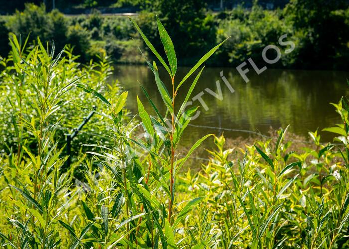 Vrba bílá 'Vitellina' - Salix alba 'Vitellina'