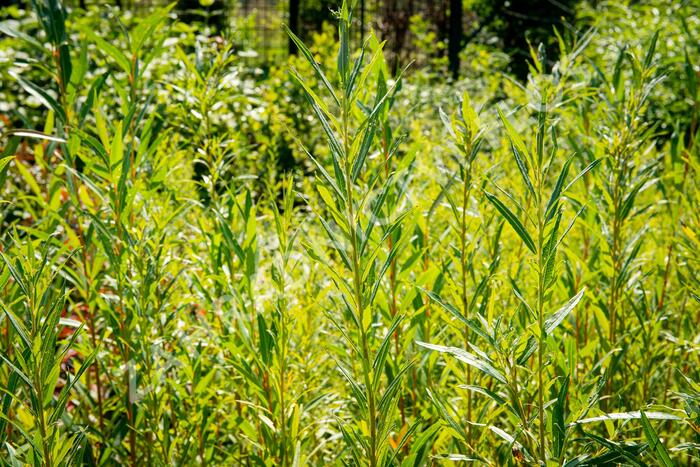 Vrba bílá 'Vitellina' - Salix alba 'Vitellina'