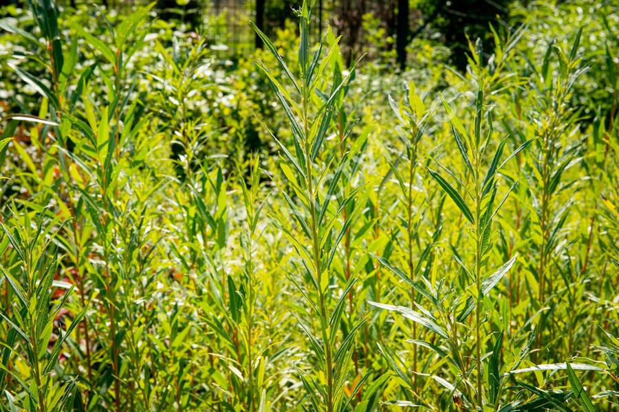 Vrba bílá 'Vitellina' - Salix alba 'Vitellina'
