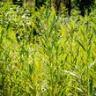 Vrba bílá 'Vitellina' - Salix alba 'Vitellina'