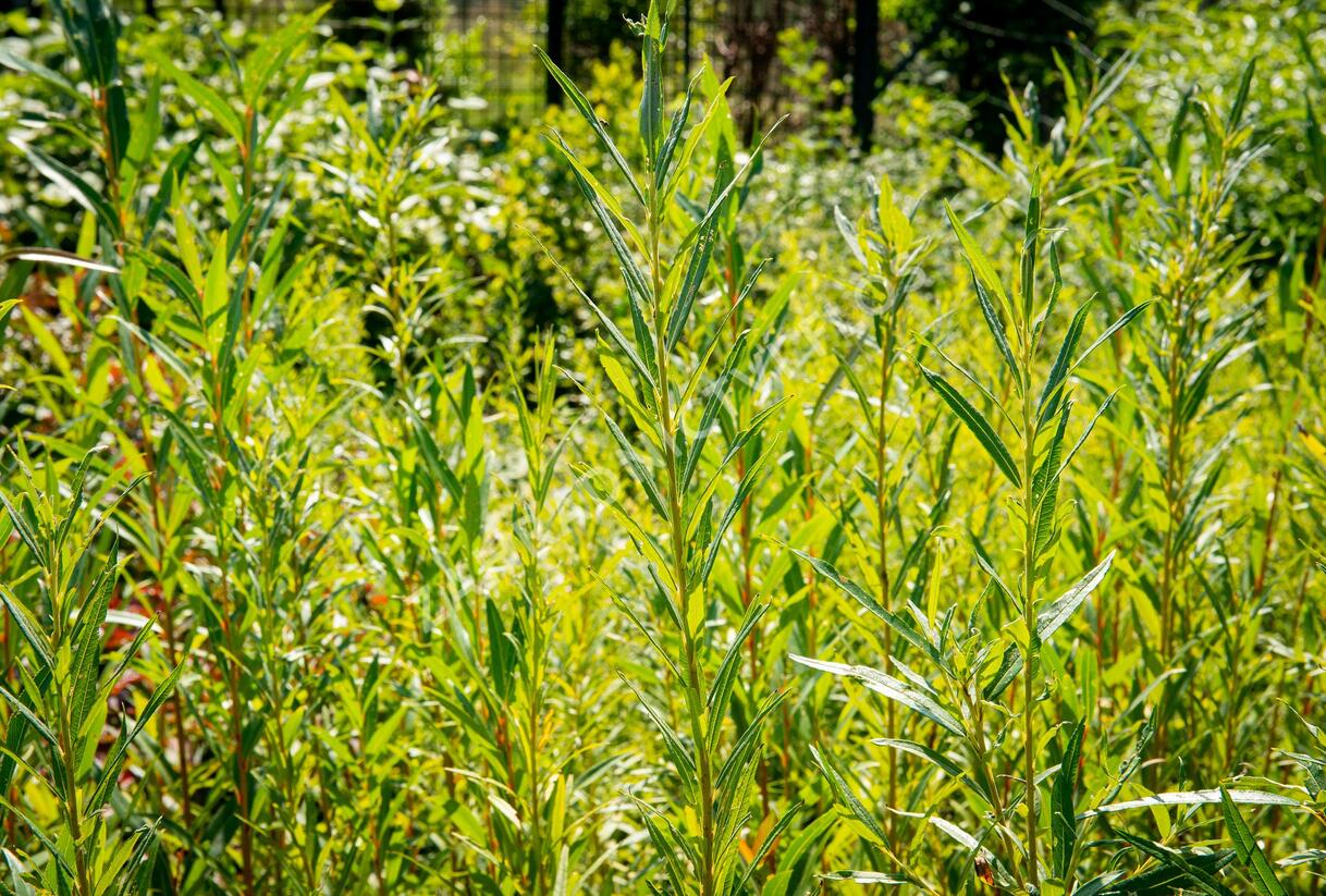 Vrba bílá 'Vitellina' - Salix alba 'Vitellina'