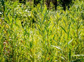 Vrba bílá 'Vitellina' - Salix alba 'Vitellina'