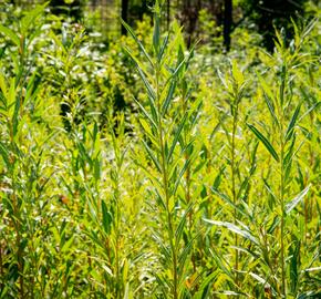 Vrba bílá 'Vitellina' - Salix alba 'Vitellina'