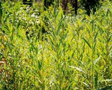 Vrba bílá 'Vitellina'