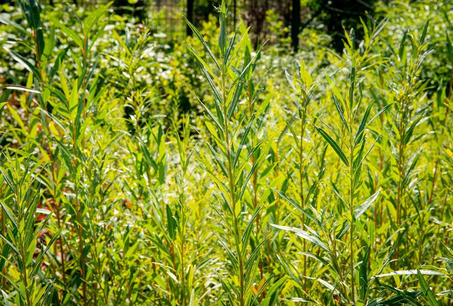 Vrba bílá 'Vitellina' - Salix alba 'Vitellina'