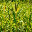 Vrba bílá 'Vitellina' - Salix alba 'Vitellina'