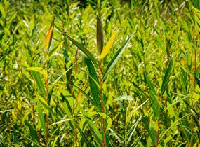 Vrba bílá 'Vitellina' - Salix alba 'Vitellina'