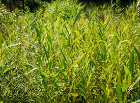 Vrba bílá 'Vitellina' - Salix alba 'Vitellina'