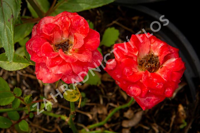 Růže mini 'Miniature Orange' - Rosa MI 'Miniature Orange'