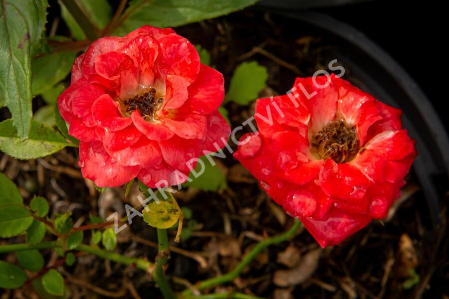 Růže mini 'Miniature Orange' - Rosa MI 'Miniature Orange'