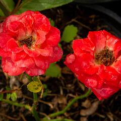 Růže mini 'Miniature Orange' - Rosa MI 'Miniature Orange'