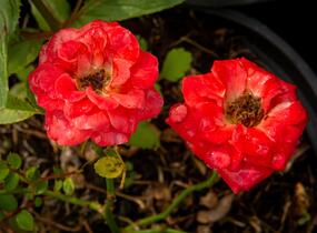 Růže miniaturní 'Miniature Orange' - Rosa MI 'Miniature Orange'