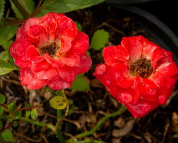 Růže miniaturní 'Miniature Orange'