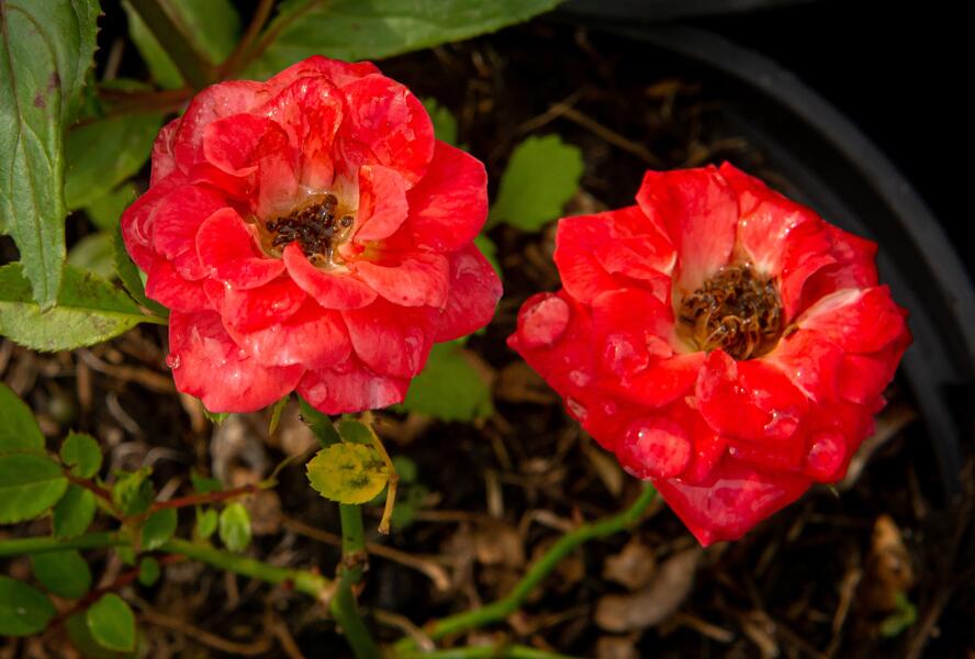Růže miniaturní 'Miniature Orange' - Rosa MI 'Miniature Orange'