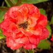 Růže mini 'Miniature Orange' - Rosa MI 'Miniature Orange'
