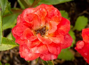 Růže miniaturní 'Miniature Orange' - Rosa MI 'Miniature Orange'