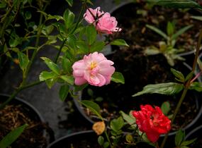 Růže miniaturní 'Miniature Orange' - Rosa MI 'Miniature Orange'