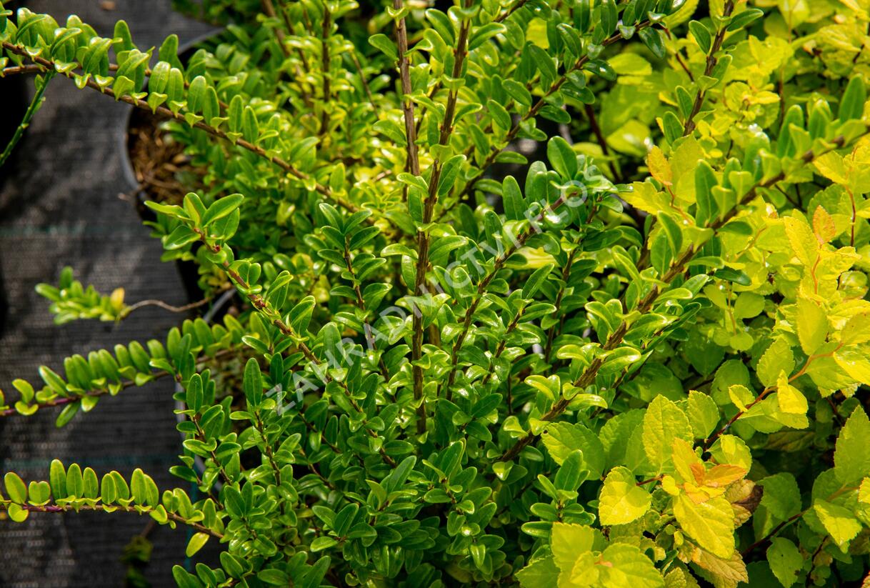 Zimolez lesklý 'Lemon Beauty' - Lonicera nitida 'Lemon Beauty'