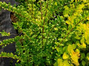 Zimolez lesklý 'Lemon Beauty' - Lonicera nitida 'Lemon Beauty'