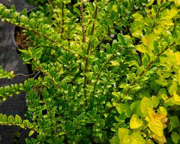 Zimolez lesklý 'Lemon Beauty'