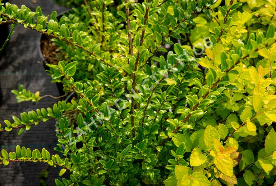 Zimolez lesklý 'Lemon Beauty' - Lonicera nitida 'Lemon Beauty'