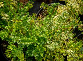 Zimolez lesklý 'Lemon Beauty' - Lonicera nitida 'Lemon Beauty'