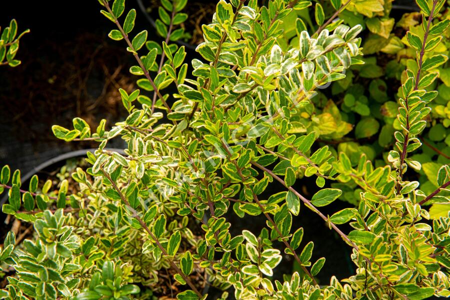 Zimolez lesklý 'Lemon Beauty' - Lonicera nitida 'Lemon Beauty'