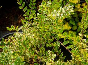 Zimolez lesklý 'Lemon Beauty' - Lonicera nitida 'Lemon Beauty'