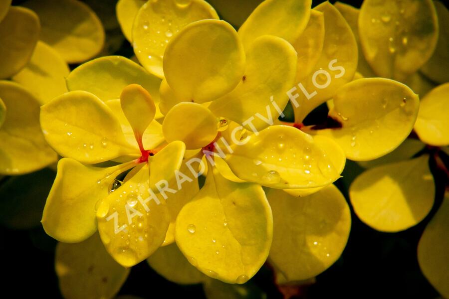 Dřišťál Thunbergův 'Evita' - Berberis thunbergii 'Evita'