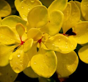 Dřišťál Thunbergův 'Evita' - Berberis thunbergii 'Evita'