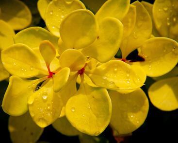 Dřišťál Thunbergův 'Evita'