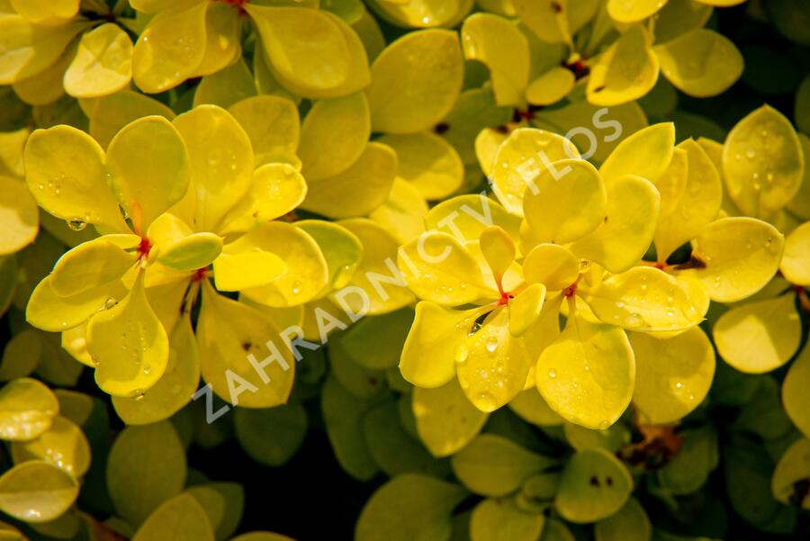 Dřišťál Thunbergův 'Evita' - Berberis thunbergii 'Evita'