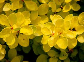 Dřišťál Thunbergův 'Evita' - Berberis thunbergii 'Evita'