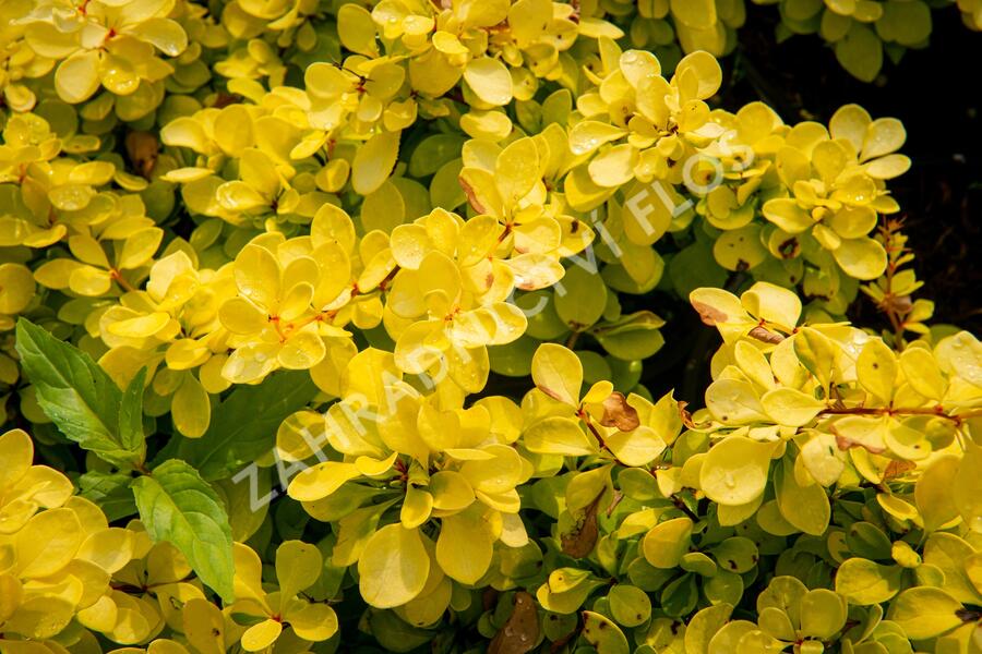 Dřišťál Thunbergův 'Evita' - Berberis thunbergii 'Evita'