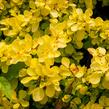 Dřišťál Thunbergův 'Evita' - Berberis thunbergii 'Evita'