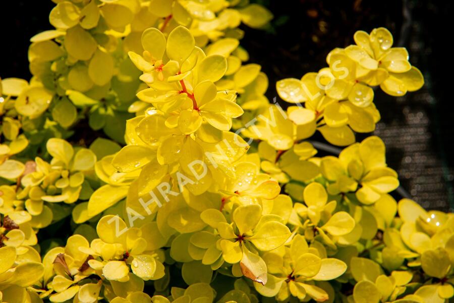 Dřišťál Thunbergův 'Evita' - Berberis thunbergii 'Evita'