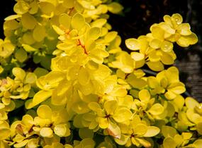 Dřišťál Thunbergův 'Evita' - Berberis thunbergii 'Evita'
