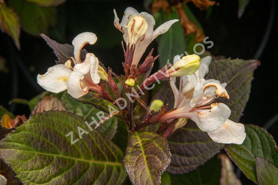 Vajgélie květnatá 'Ebony and Ivory' - Weigela florida 'Ebony and Ivory'