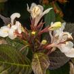 Vajgélie květnatá 'Ebony and Ivory' - Weigela florida 'Ebony and Ivory'