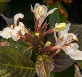 Vajgélie 'Ebony and Ivory' - Weigela 'Ebony and Ivory'